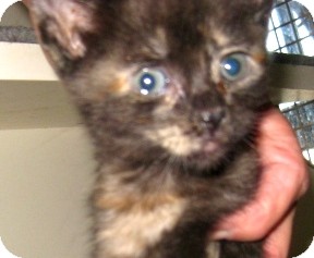 Maine Coon Kitten for Sale in Dallas area, Texas - Softball Maine Coon Kitten for Sale in Dallas area, Texas - Softball