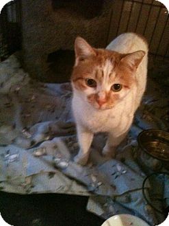 Domestic Shorthair Cat for Sale in Columbia, Maryland - Blaze Domestic Shorthair Cat for Sale in Columbia, Maryland - Blaze