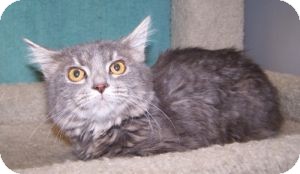 Domestic Mediumhair Cat for Sale in Colorado Springs, Colorado - K-Angie1-Faith Domestic Mediumhair Cat for Sale in Colorado Springs, Colorado - K-Angie1-Faith