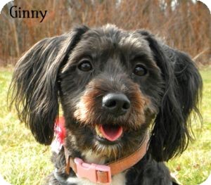 Schnauzer (Standard) Mix Dog for Sale in Warren, Pennsylvania - Ginny Schnauzer (Standard) Mix Dog for Sale in Warren, Pennsylvania - Ginny