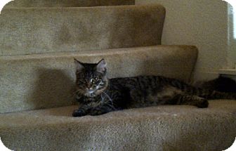 Maine Coon Cat for Sale in San Ramon, California - Ashlyn Maine Coon Cat for Sale in San Ramon, California - Ashlyn