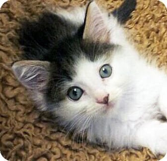 Domestic Mediumhair Kitten for Sale in Irvine, California - Luke Domestic Mediumhair Kitten for Sale in Irvine, California - Luke