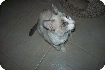 Siamese Cat for Sale in Fountain Hills, Arizona - BABY Siamese Cat for Sale in Fountain Hills, Arizona - BABY