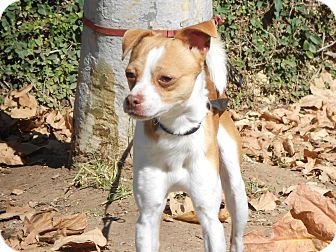 Chihuahua Mix Dog for Sale in Chula Vista, California - Pepito Chihuahua Mix Dog for Sale in Chula Vista, California - Pepito