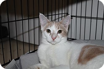 Domestic Shorthair Cat for Sale in North Branford, Connecticut - Wyatt Domestic Shorthair Cat for Sale in North Branford, Connecticut - Wyatt