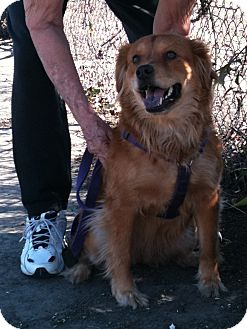 Chow Chow/Retriever (Unknown Type) Mix Dog for Sale in Yuba City, California - Shyla Chow Chow/Retriever (Unknown Type) Mix Dog for Sale in Yuba City, California - Shyla