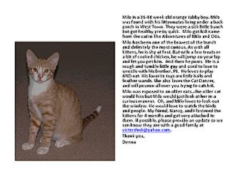 Domestic Shorthair Kitten for Sale in Chicago, Illinois - Milo Domestic Shorthair Kitten for Sale in Chicago, Illinois - Milo