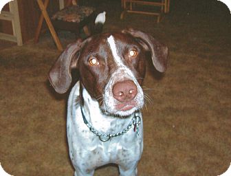 German Shorthaired Pointer Dog for Sale in Bellflower, California - Buck German Shorthaired Pointer Dog for Sale in Bellflower, California - Buck