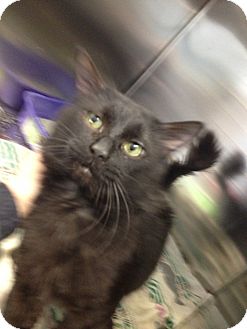 Domestic Longhair Cat for Sale in Schererville, Indiana - Midnight Domestic Longhair Cat for Sale in Schererville, Indiana - Midnight