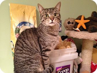 Domestic Shorthair Cat for Sale in East Hanover, New Jersey - Twiggy Domestic Shorthair Cat for Sale in East Hanover, New Jersey - Twiggy