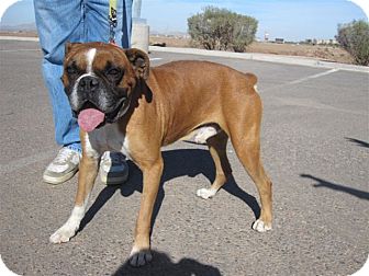 Boxer Dog for Sale in Scottsdale, Arizona - Harlan Boxer Dog for Sale in Scottsdale, Arizona - Harlan