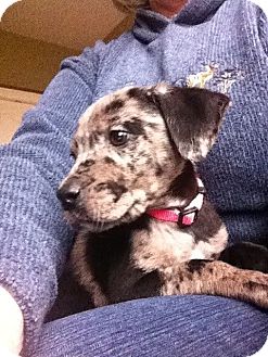 Labrador Retriever/Australian Cattle Dog Mix Puppy for Sale in Marlton, New Jersey - Charlotte Labrador Retriever/Australian Cattle Dog Mix Puppy for Sale in Marlton, New Jersey - Charlotte