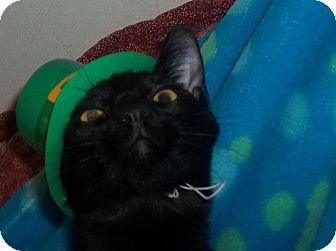 Domestic Shorthair Cat for Sale in Whitestone, New York - GREAT WITH KIDS Domestic Shorthair Cat for Sale in Whitestone, New York - GREAT WITH KIDS