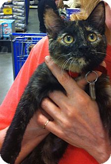 Domestic Shorthair Kitten for Sale in Pittstown, New Jersey - Maya Domestic Shorthair Kitten for Sale in Pittstown, New Jersey - Maya