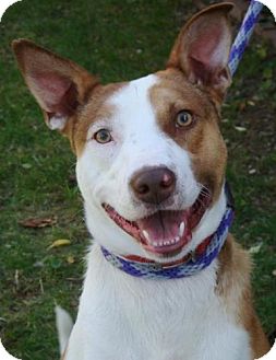 Border Collie/Australian Cattle Dog Mix Dog for Sale in Red Bluff, California - Polaris-URGENT Border Collie/Australian Cattle Dog Mix Dog for Sale in Red Bluff, California - Polaris-URGENT