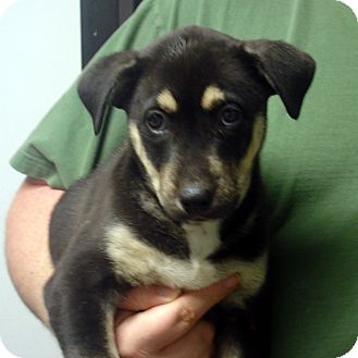 German Shepherd Dog/Husky Mix Puppy for Sale in hagerstown, Maryland - Hugo German Shepherd Dog/Husky Mix Puppy for Sale in hagerstown, Maryland - Hugo