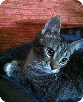 Domestic Shorthair Kitten for Sale in Chicago, Illinois - Eden Domestic Shorthair Kitten for Sale in Chicago, Illinois - Eden