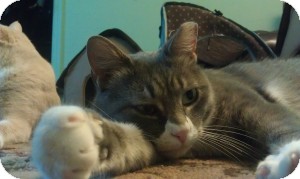 Domestic Shorthair Cat for Sale in Belleville, New Jersey - Blue Domestic Shorthair Cat for Sale in Belleville, New Jersey - Blue
