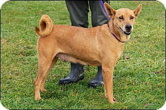 Shepherd (Unknown Type)/Shiba Inu Mix Dog for Sale in Brookville, Indiana - Macy Shepherd (Unknown Type)/Shiba Inu Mix Dog for Sale in Brookville, Indiana - Macy