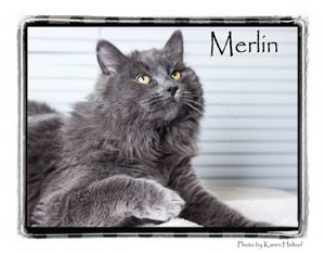 Domestic Longhair Cat for Sale in Warren, Pennsylvania - Merlin Domestic Longhair Cat for Sale in Warren, Pennsylvania - Merlin
