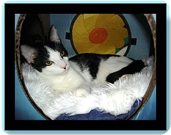 Domestic Shorthair Kitten for Sale in Easley, South Carolina - Sabre Domestic Shorthair Kitten for Sale in Easley, South Carolina - Sabre