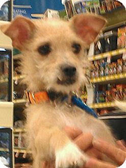 Terrier (Unknown Type, Small) Mix Dog for Sale in Phoenix, Arizona - Tiffany Rex Terrier (Unknown Type, Small) Mix Dog for Sale in Phoenix, Arizona - Tiffany Rex