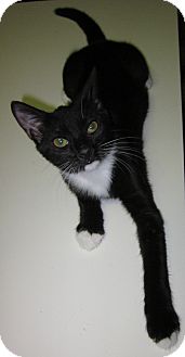 Domestic Shorthair Kitten for Sale in Winchester, California - Jane Domestic Shorthair Kitten for Sale in Winchester, California - Jane