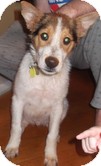 Collie Mix Puppy for Sale in Windham, New Hampshire - Mario Collie Mix Puppy for Sale in Windham, New Hampshire - Mario
