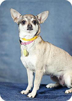 Chihuahua Mix Dog for Sale in Westminster, Colorado - Lilly Chihuahua Mix Dog for Sale in Westminster, Colorado - Lilly