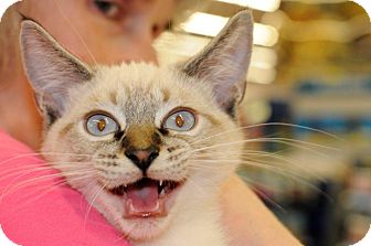 Siamese Kitten for Sale in Harrisburg, North Carolina - Gnocchi Siamese Kitten for Sale in Harrisburg, North Carolina - Gnocchi