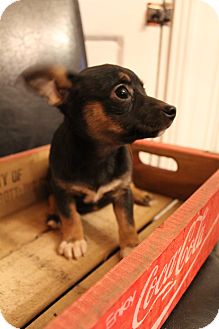 Chihuahua/Terrier (Unknown Type, Small) Mix Puppy for Sale in Bedminster, New Jersey - Tia Chihuahua/Terrier (Unknown Type, Small) Mix Puppy for Sale in Bedminster, New Jersey - Tia