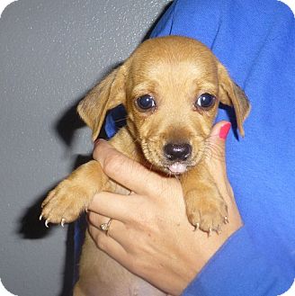 Dachshund/Schnauzer (Miniature) Mix Puppy for Sale in Oviedo, Florida - Joe Dachshund/Schnauzer (Miniature) Mix Puppy for Sale in Oviedo, Florida - Joe