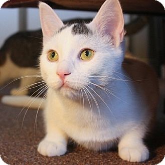 Turkish Van Cat for Sale in Mississauga, Ontario, Ontario - Janis Joplin Turkish Van Cat for Sale in Mississauga, Ontario, Ontario - Janis Joplin