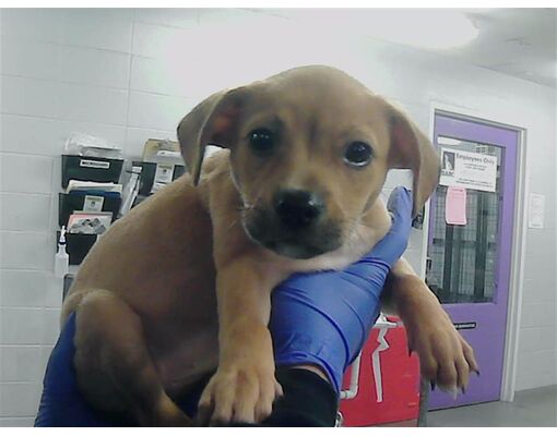 Houston TX Chihuahua American Staffordshire Terrier Meet JACKIE A