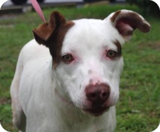 Pit Bull Terrier Mix Dog for Sale in Gainesville, Florida - Andi Pit Bull Terrier Mix Dog for Sale in Gainesville, Florida - Andi
