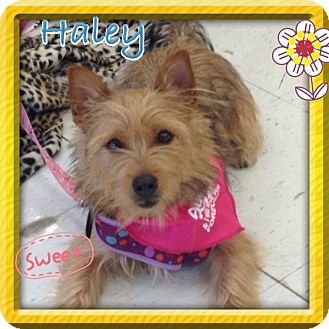 Cairn Terrier/Silky Terrier Mix Dog for Sale in Brea, California - Haley Cairn Terrier/Silky Terrier Mix Dog for Sale in Brea, California - Haley