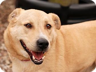 Labrador Retriever Mix Dog for Sale in Kettering, Ohio - Chunky Monkey Labrador Retriever Mix Dog for Sale in Kettering, Ohio - Chunky Monkey