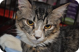 Domestic Mediumhair Cat for Sale in La Canada Flintridge, California - Jenna Domestic Mediumhair Cat for Sale in La Canada Flintridge, California - Jenna
