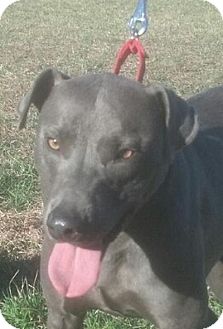 Weimaraner/Terrier (Unknown Type, Medium) Mix Dog for Sale in Allentown, Pennsylvania - Pretty Boy Wally ($275) Weimaraner/Terrier (Unknown Type, Medium) Mix Dog for Sale in Allentown, Pennsylvania - Pretty Boy Wally ($275)