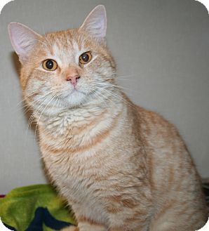 Domestic Shorthair Cat for Sale in Edmonton, Alberta - Leo Domestic Shorthair Cat for Sale in Edmonton, Alberta - Leo