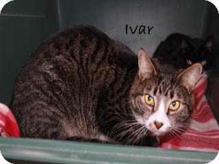 American Shorthair Cat for Sale in Hamilton, Montana - ivar American Shorthair Cat for Sale in Hamilton, Montana - ivar
