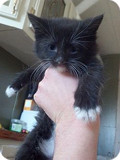 Domestic Mediumhair Kitten for Sale in Rising Sun, Indiana - Ezra Domestic Mediumhair Kitten for Sale in Rising Sun, Indiana - Ezra