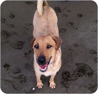 Akita/Shepherd (Unknown Type) Mix Dog for Sale in Concord, California - Indy Akita/Shepherd (Unknown Type) Mix Dog for Sale in Concord, California - Indy