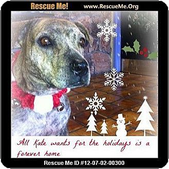 Plott Hound/American Staffordshire Terrier Mix Dog for Sale in Scottsdale, Arizona - Kate IM SO PRETTY Plott Hound/American Staffordshire Terrier Mix Dog for Sale in Scottsdale, Arizona - Kate IM SO PRETTY