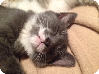 Domestic Shorthair Kitten for Sale in Vero Beach, Florida - Teddie Domestic Shorthair Kitten for Sale in Vero Beach, Florida - Teddie