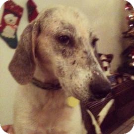 Treeing Walker Coonhound Mix Dog for Sale in Gainesville, Florida - Loretta/Tammy Treeing Walker Coonhound Mix Dog for Sale in Gainesville, Florida - Loretta/Tammy