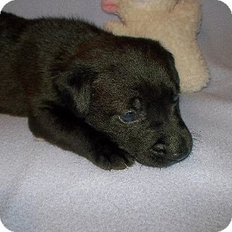 Labrador Retriever Mix Puppy for Sale in Shirley, New York - ACE Labrador Retriever Mix Puppy for Sale in Shirley, New York - ACE