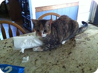 Domestic Shorthair Cat for Sale in South Chesterfield, Virginia - Maple Domestic Shorthair Cat for Sale in South Chesterfield, Virginia - Maple