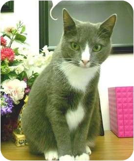 Domestic Shorthair Cat for Sale in Chesapeake, Virginia - Electra Domestic Shorthair Cat for Sale in Chesapeake, Virginia - Electra