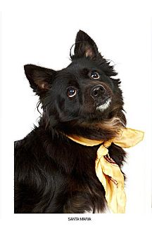 Corgi Mix Dog for Sale in New York, New York - Santa Maria Corgi Mix Dog for Sale in New York, New York - Santa Maria